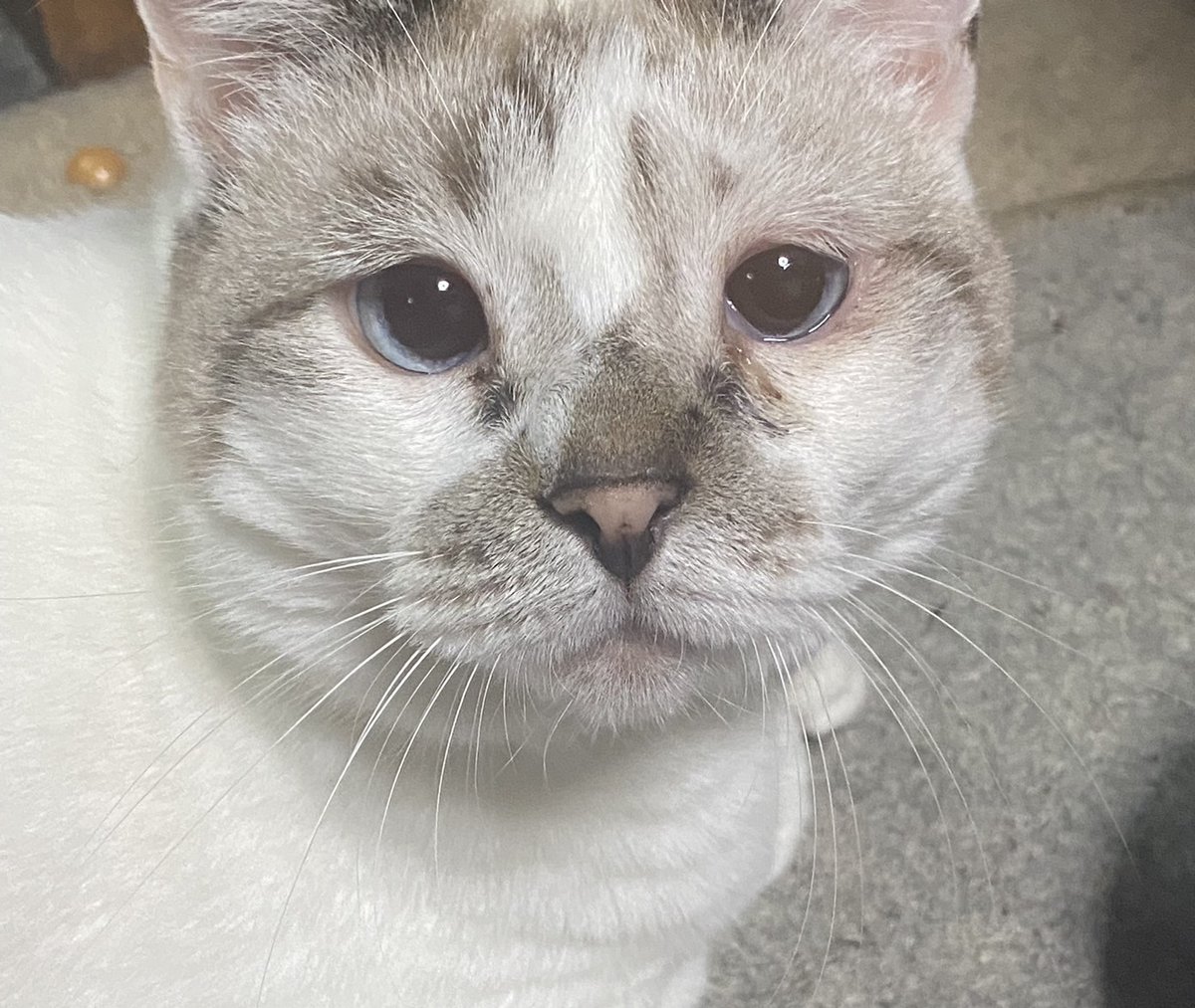 愛猫 #ペット #家族