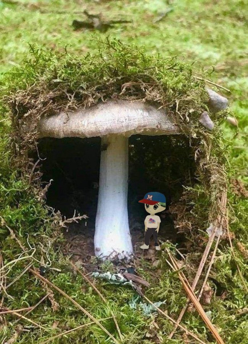 Tea čozy 🍊 tweet media