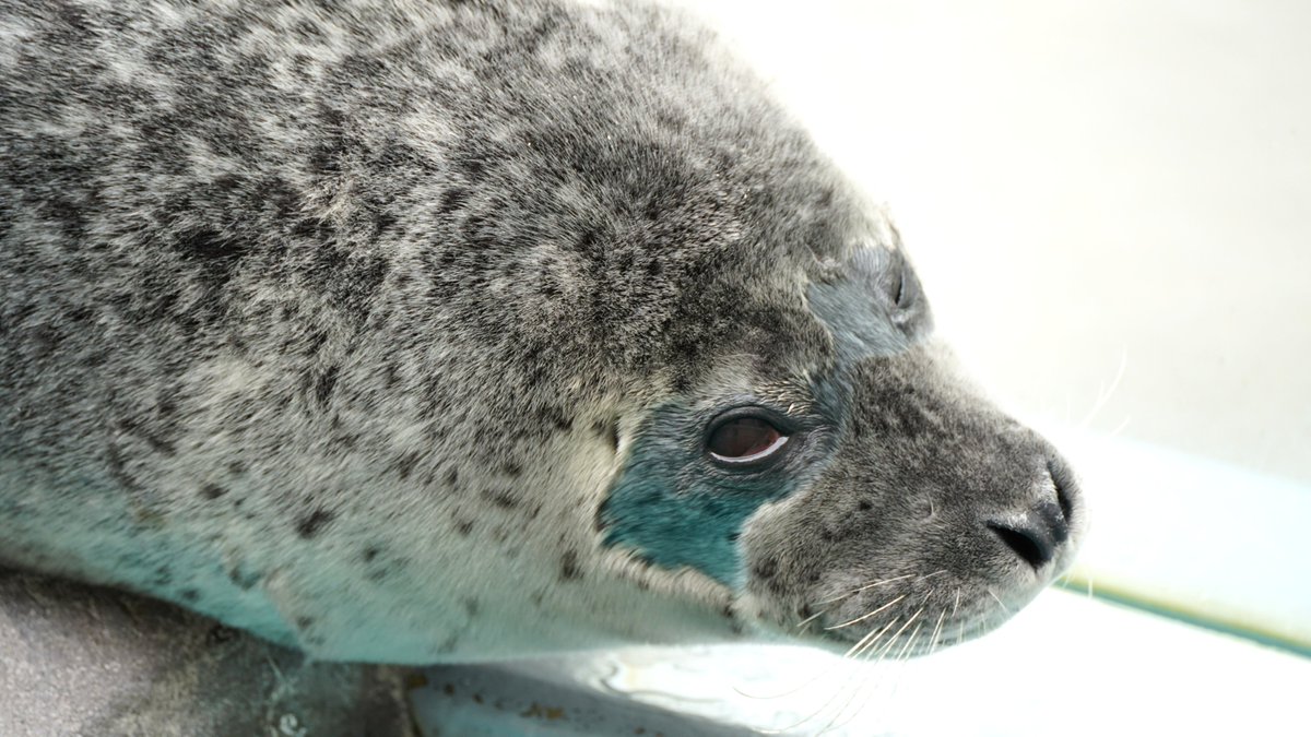 あざさん🦭あざらクリエイター (@phoca_studio) / Posts / X