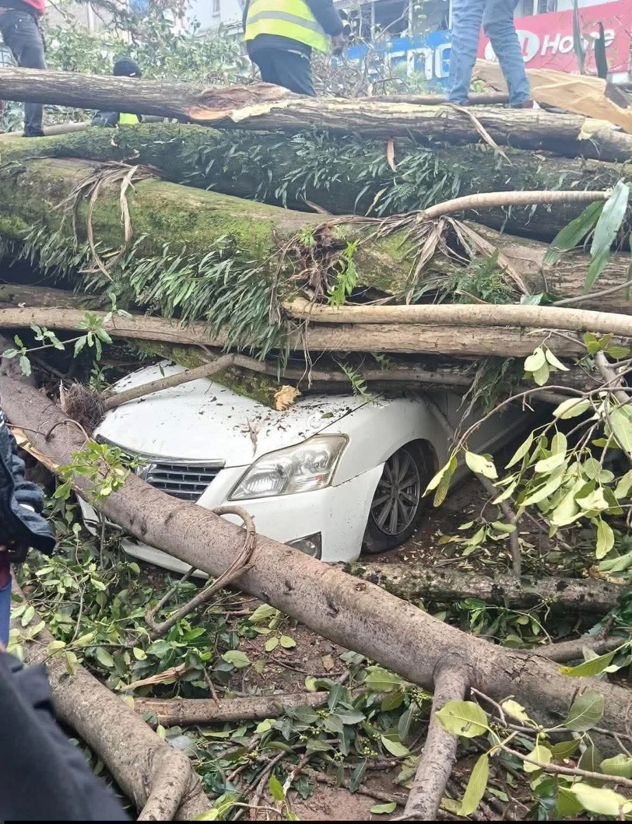 DanChepta's tweet photo. In Kericho, a 200-year-old tree has fallen 

Ahead of MP Johanna Ngeno's burial

A sign deeply rooted in Kalenjin tradition 

That a powerful leader has passed. https://t.co/jbLlz2evsQ