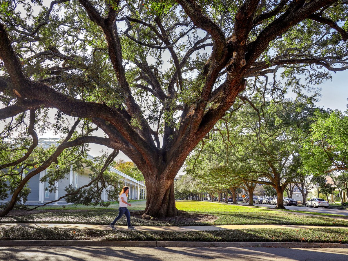 The Menil Collection tweet media