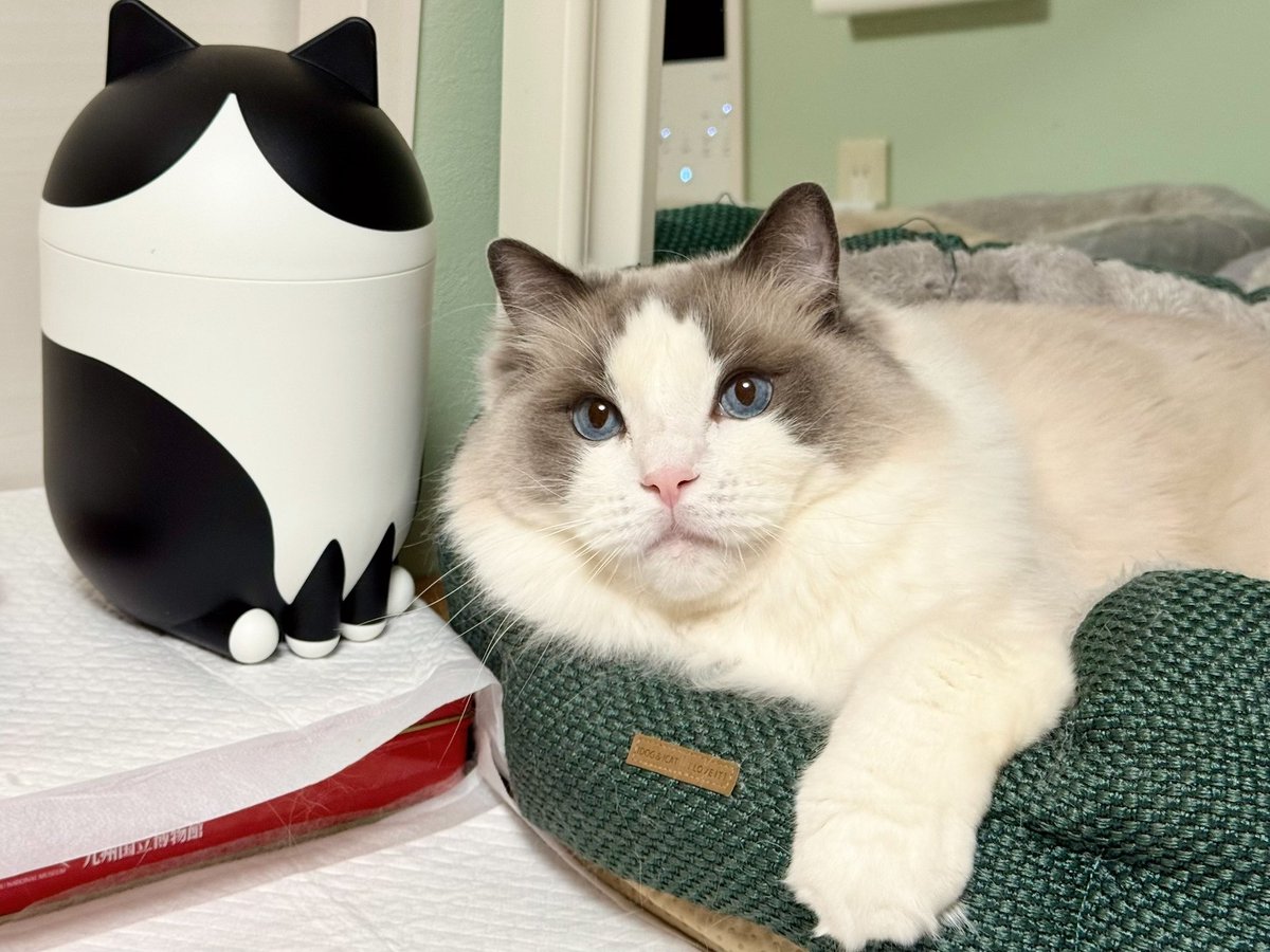 またニャン✌️💤