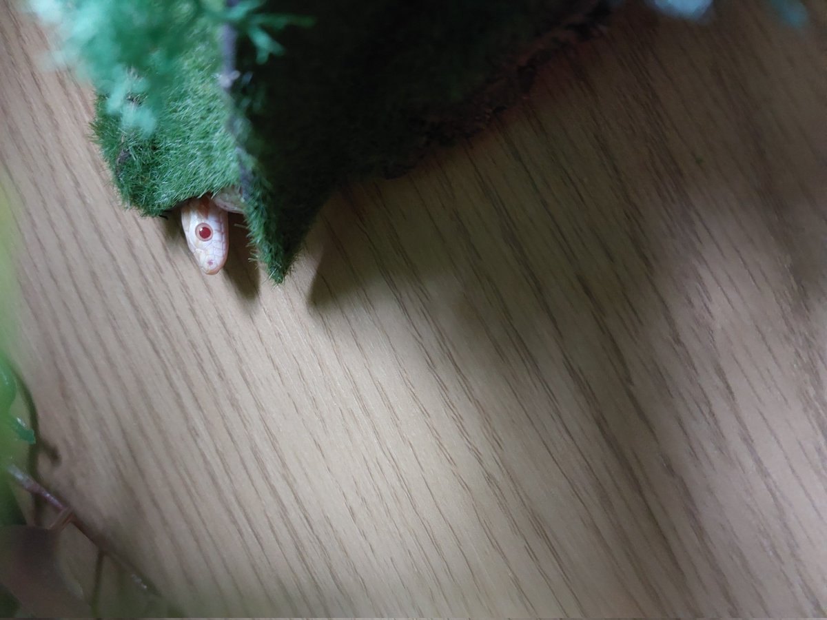 💚🏴󠁧󠁢󠁷󠁬󠁳󠁿xVenja🐍 tweet media