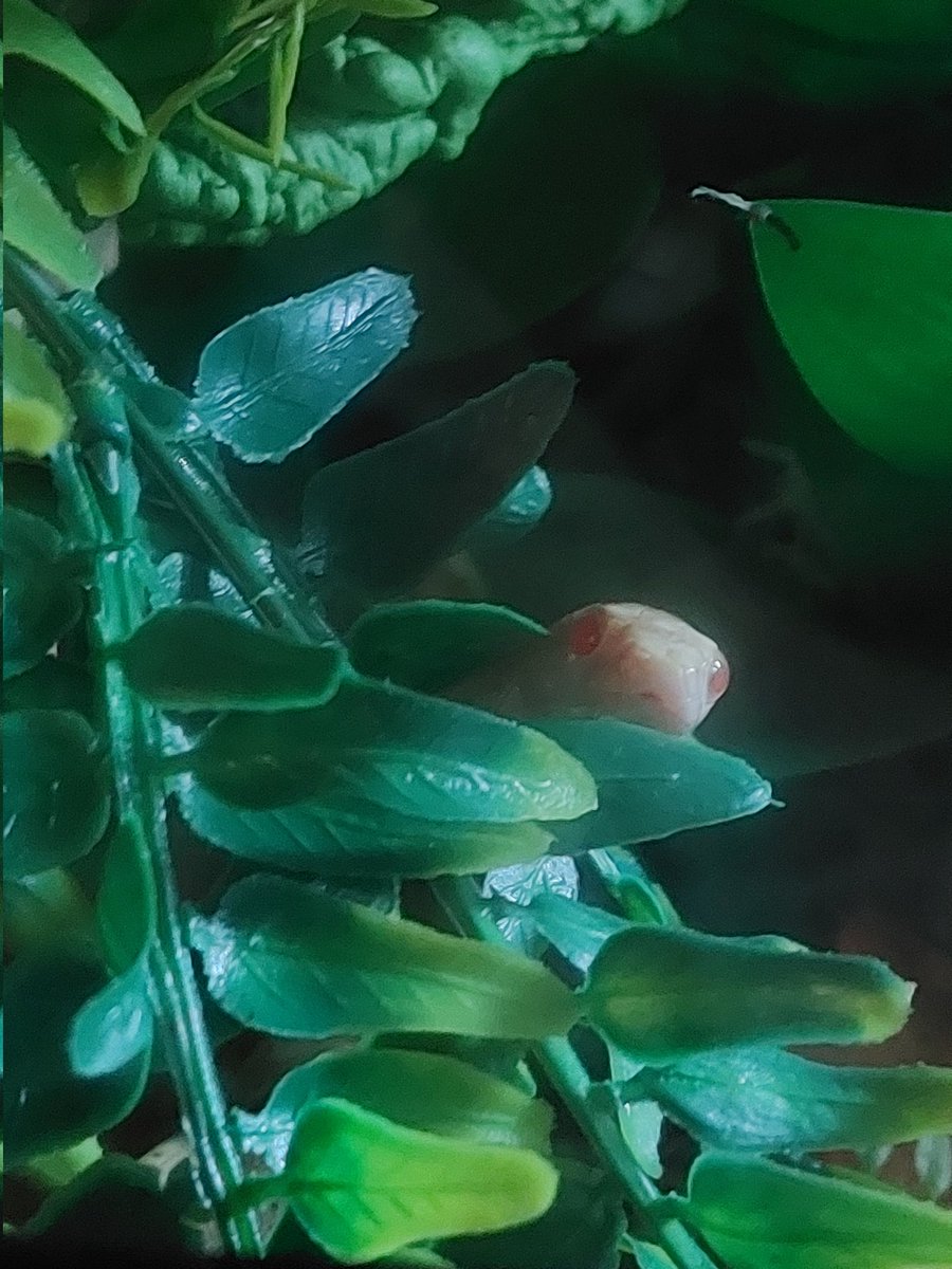 💚🏴󠁧󠁢󠁷󠁬󠁳󠁿xVenja🐍 tweet media