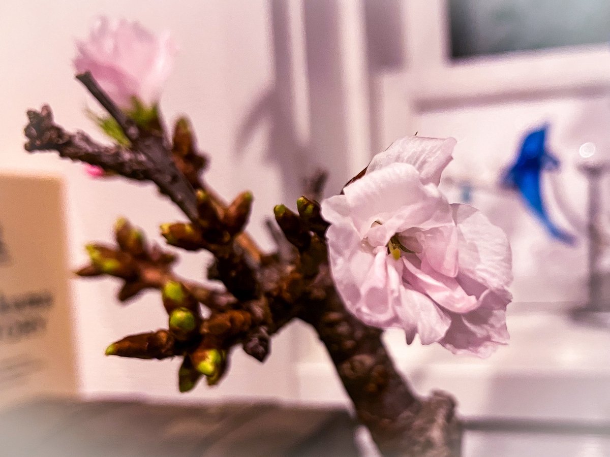 zuomyhome's tweet photo. 盆栽風のミニ桜が今年も開花しました🌸
春はもう直ぐ❗️ https://t.co/7vqHfo9VRe