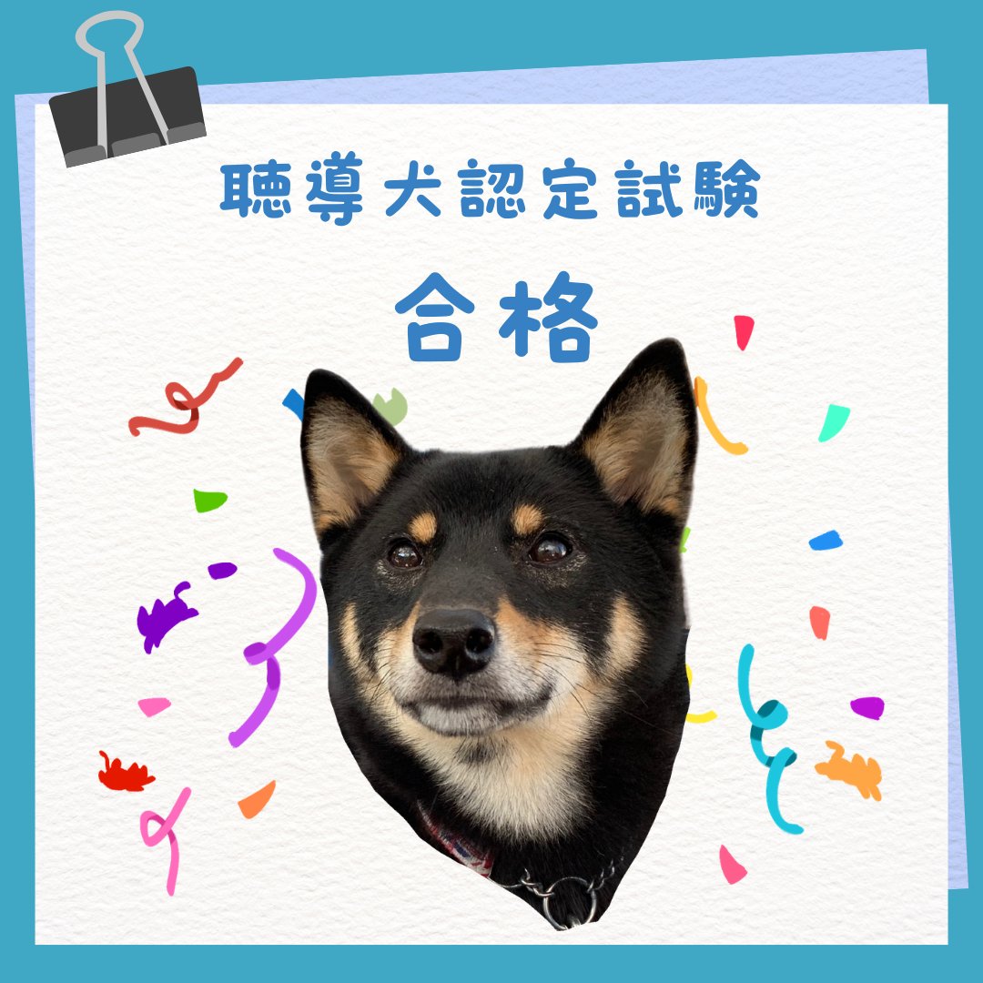 WPS_serviceDOG's tweet photo. 聴導犬を目指して日夜努力を重ねていた黒柴のマルクが、ユーザーさんと共に聴導犬の認定試験に合格しました。

理事長のとても嬉しいお知らせは以下よりご覧ください！
https://t.co/lGOrnkhvjz https://t.co/RCqhaTZjKX