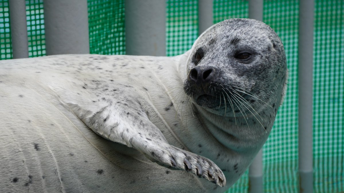 あざさん🦭あざらクリエイター (@phoca_studio) / Posts / X