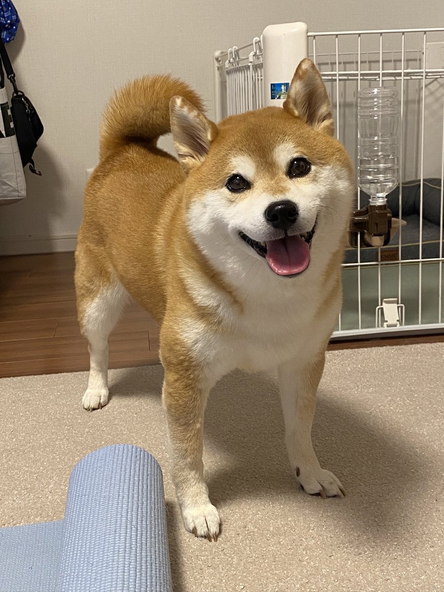 ohirune190303's tweet photo. こげパンが食パンになりました🫶 https://t.co/L27nL2HqrH