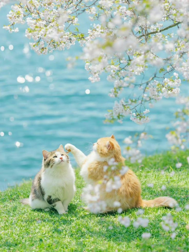 tora🐱🐾 tweet media