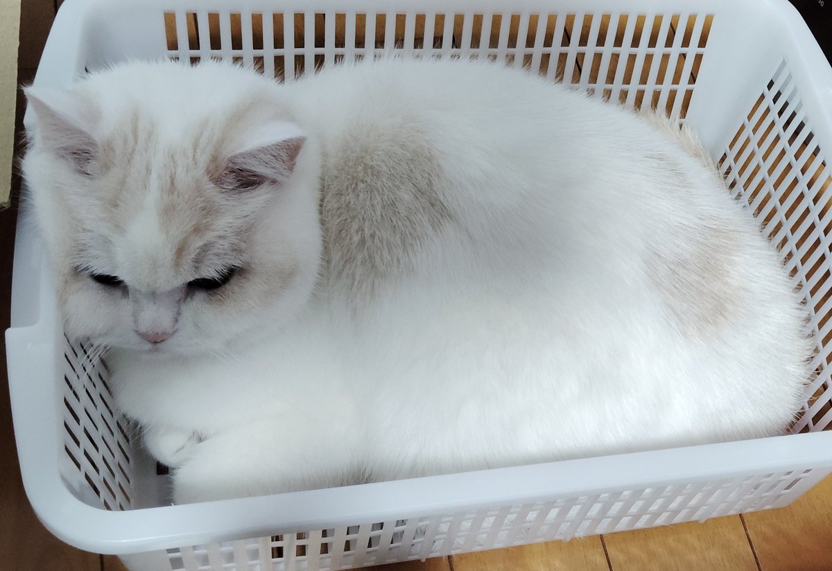 福ちゃん (@fukuchanwhite) on X