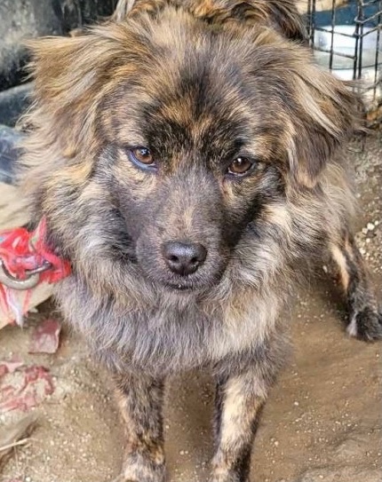 인도적처리 라는 말이 가슴을 후벼판다. 보호소 강아지들은 다 저렇게 슬픈 눈을 하고 있더라. 강아지는 웃는 얼굴이 확실하잖아. 부디 가족 만나서 활짝 웃으렴.