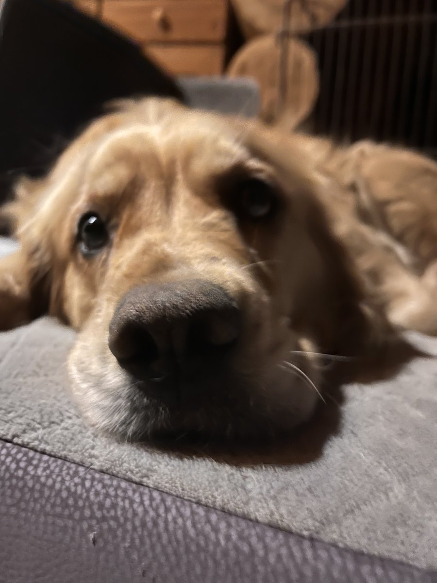 Pinot the Highlander tweet media