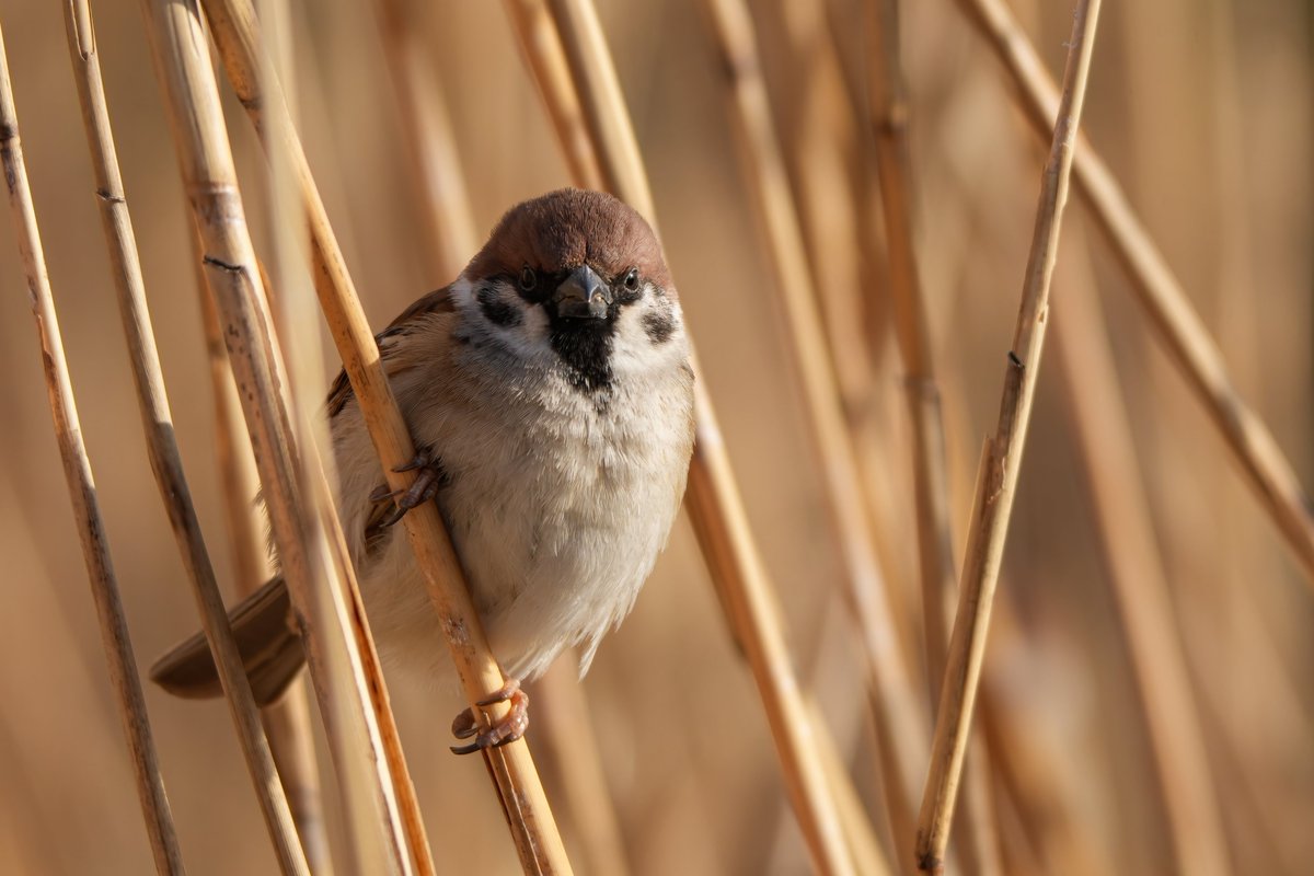 p496's tweet photo. #すずめ #スズメ #雀 #sparrow #ちゅん活 #野鳥写真 #birding https://t.co/IKWGbiwqgl