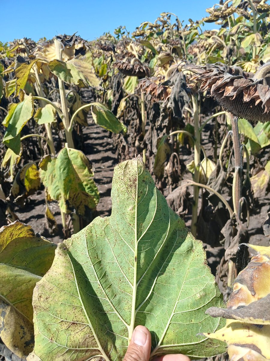 Hector Chaves tweet media