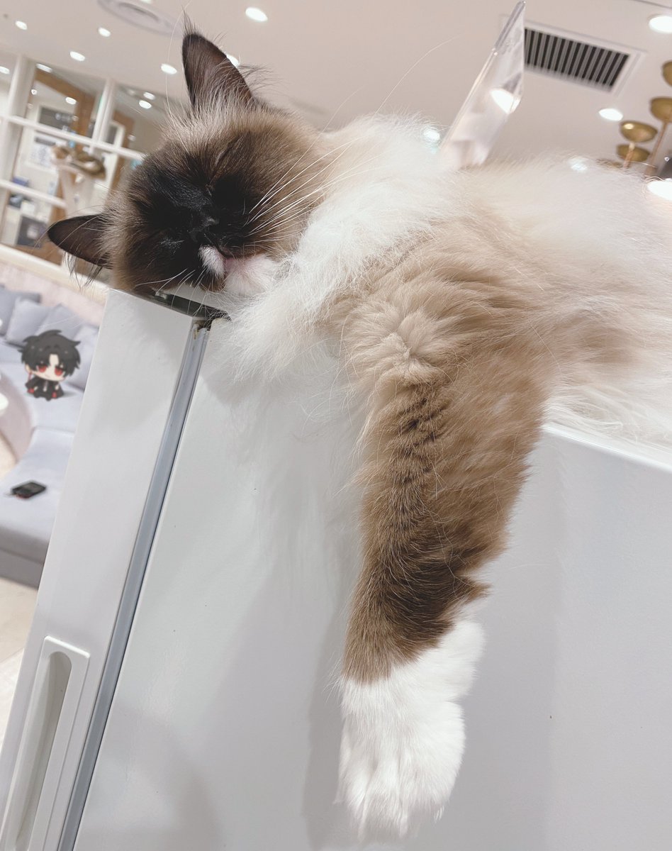 きゅうり (@yuru_sanzo_) / Posts / X