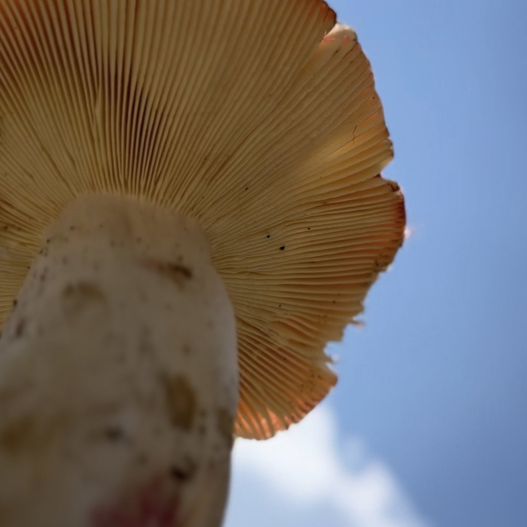 duke mfa|eda tweet media