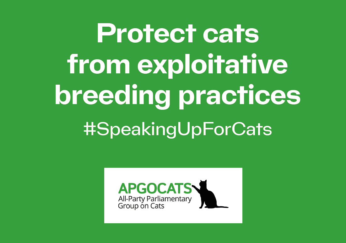 EmmaLewell's tweet photo. I support @APGOCATs calls for the government to tackle increasingly harmful cat breeding practices. Disappointing that this wasnโt addressed in the recent Animal Welfare Strategy. Urgent action is needed to protect cats. #APGOCATS #SpeakingUpForCats https://t.co/H1FSVEXeHq
