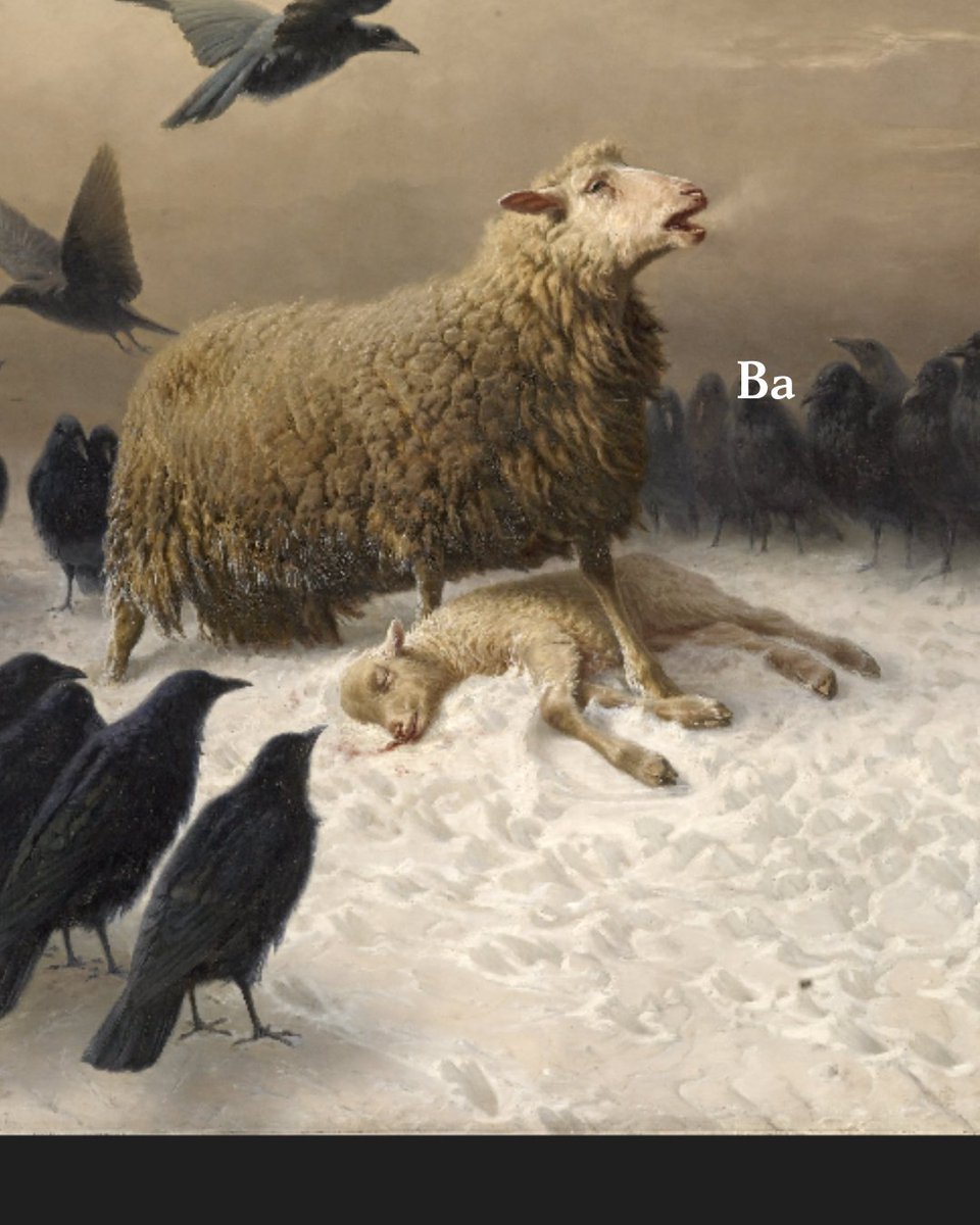 ailsa_writes's tweet photo. Sheep are everywhere. They are in the fields and they are on the cover of many books. I can think of at least three books with sheep on the cover of them. Are there more? https://t.co/sTOzxRbMnZ