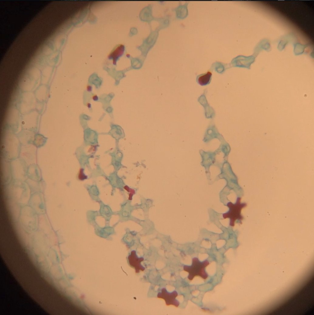 duke mfa|eda tweet media