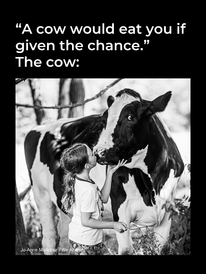 teamveganfta's tweet image. Do you believe people when they say this? 😆🐮

👉 Join our FREE Vegan Challenge! 🌱 challenge.veganfta.com/starter_kit 💚

📸: joannemcarthurphotography (IG) | @WeAnimals

#cows #cow #veganmeme