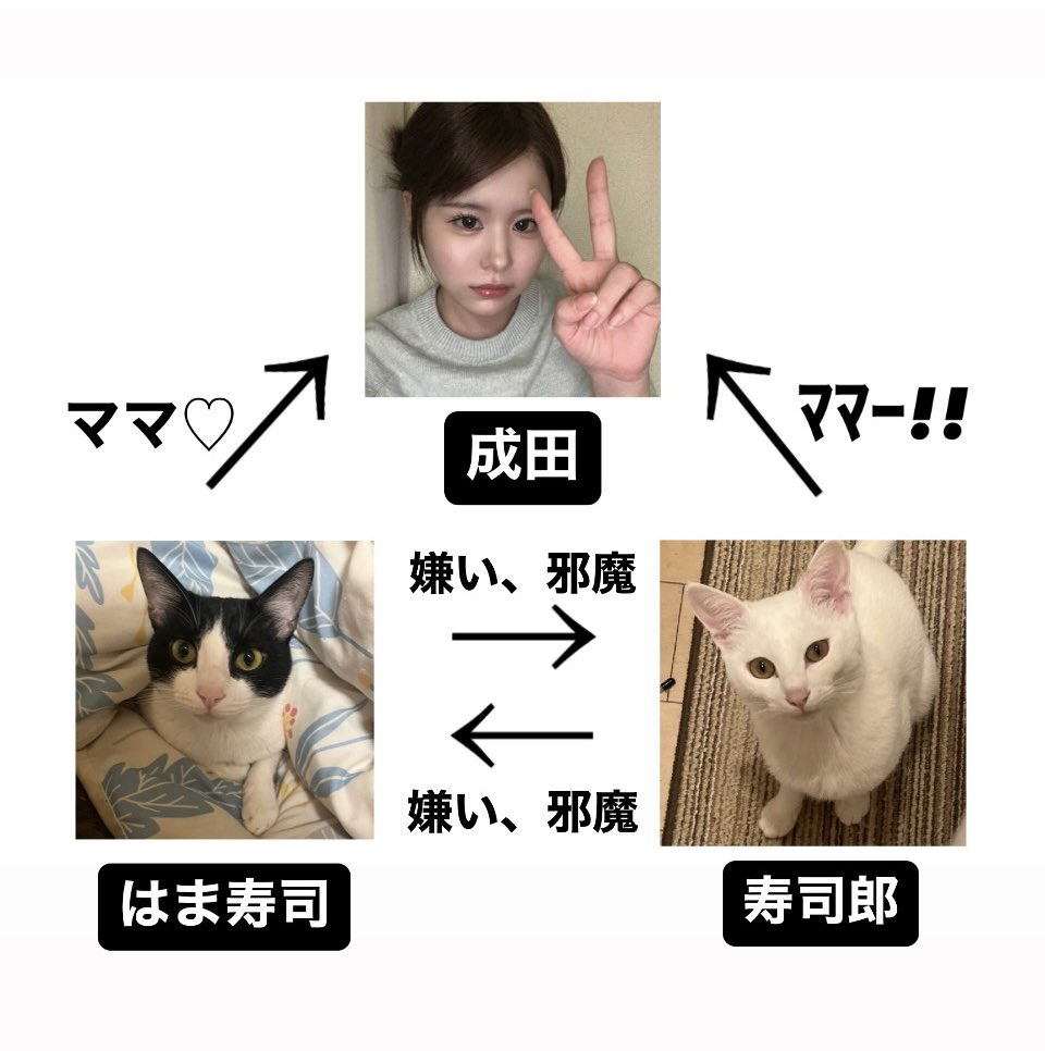 成田のえ😼 tweet media