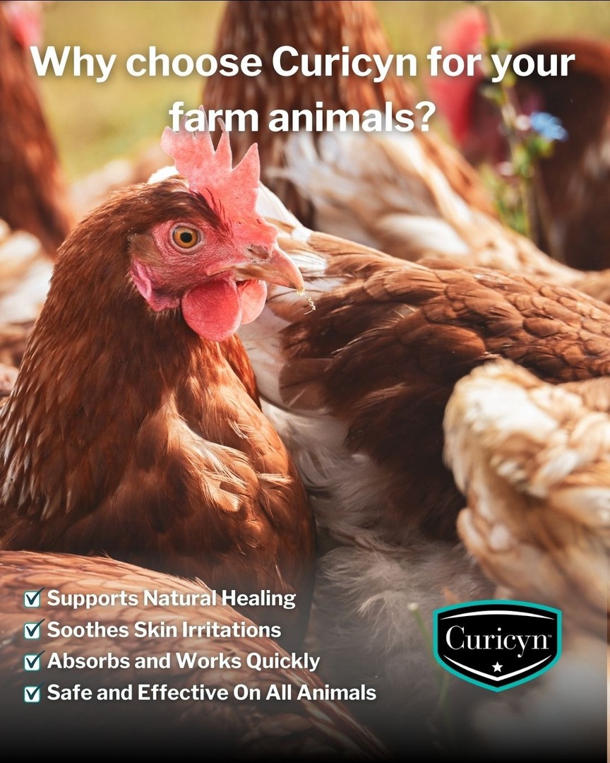 Curicynproducts's tweet photo. Healthy flocks start with reliable care. Curicyn supports #NaturalHealing, soothes irritation, and works fast — safe and effective for every animal on your farm. One solution. All species. https://t.co/NVZYZZkZz4
