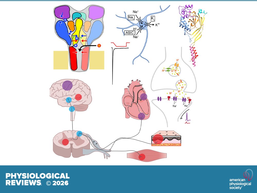 Physiological Reviews tweet media