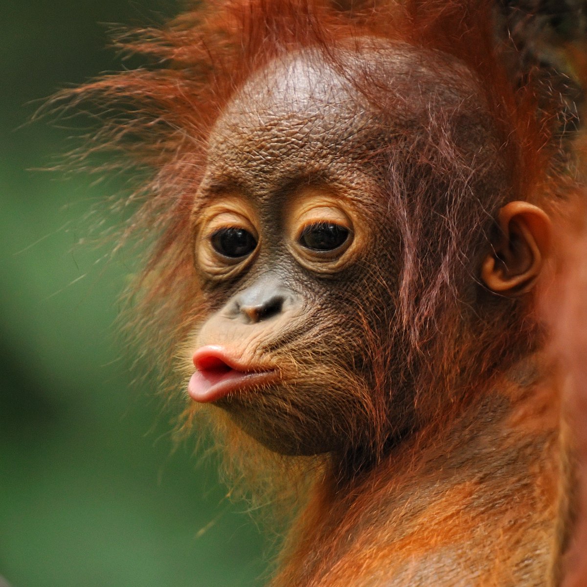AnimalPlanet's tweet image. Sweetest kissy face! 😚

📸: Toonman

#monkey #singapore