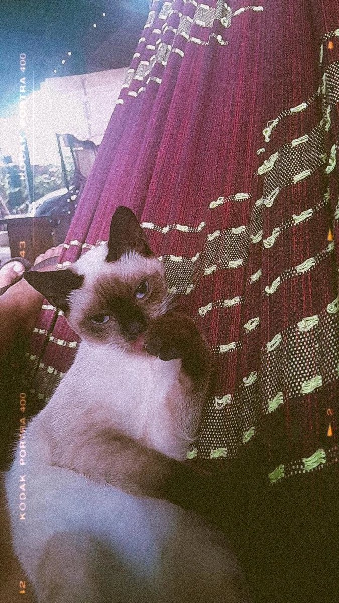 A gata nortista no dia mais fraco dentro da rede