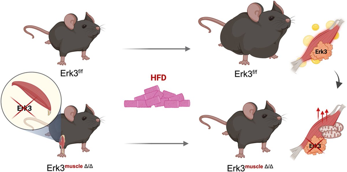 Molecular Metabolism tweet media