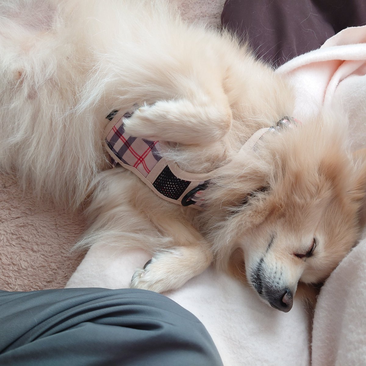 ポン太日記 #デカポメ #ポメラニアン 散歩の抱っこされそうな時は