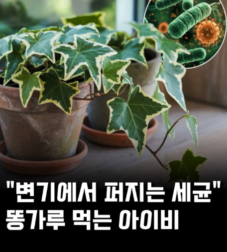 kingwest0219's tweet photo. 수백만 원 공기청정기보다 낫다? 
아이비의 경이로운 정화 능력

변기 물 내릴 때 대변 가루가 
온 집안을 떠다닌다는 공포... 💩
이걸 잡는 게 수백만 원짜리 공기청정기가 
아니라 고작 거실 구석 아이비였다는 사실!!

연구에 따르면 
공기 중 곰팡이 포자랑 대변 유래 박테리아를 
기가 막히게 흡수한다고 합니다.

당장 화장실에 화분 하나 들여야겠다.🌿

[화장실에 아이비를 둬야 하는 이유]
• 변기 물 내릴 때 튀는 미세 박테리아 감소 🦠
• 공기 중 곰팡이 포자 정화 능력 탁월 🍃
• 공기청정기보다 위대한 자연의 필터 0원