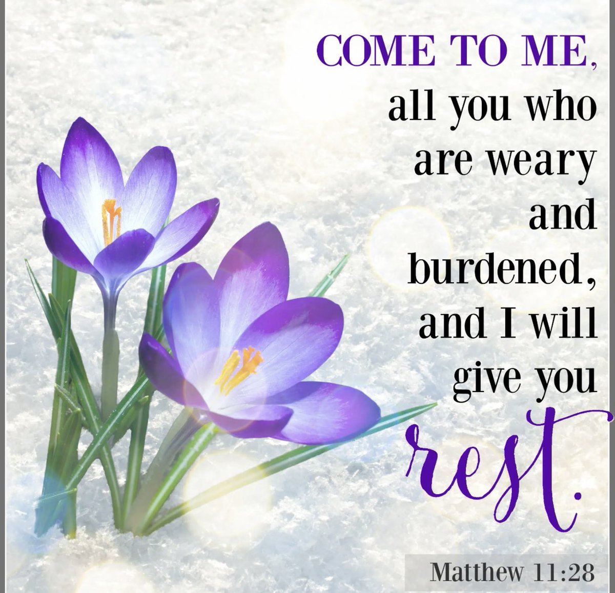 🕊️Grateful Heart🕊️ tweet media