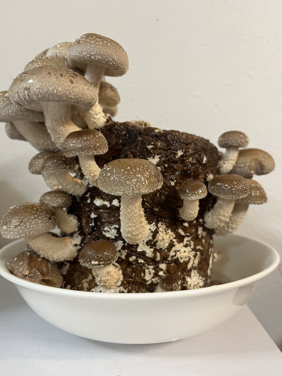 先日食育イベントで椎茸の木を買いました🍄
１週間経たずにこんなに生えてきてビックリ😳
明日グリル焼きにして食べようと思います😍💕