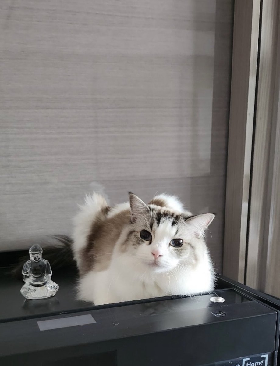𝙖𝙣𝙜𝙚𝙡 𝙣𝙖𝙣𝙖 👼🐱🎀 공주님 미리 생일죽하해 tweet media