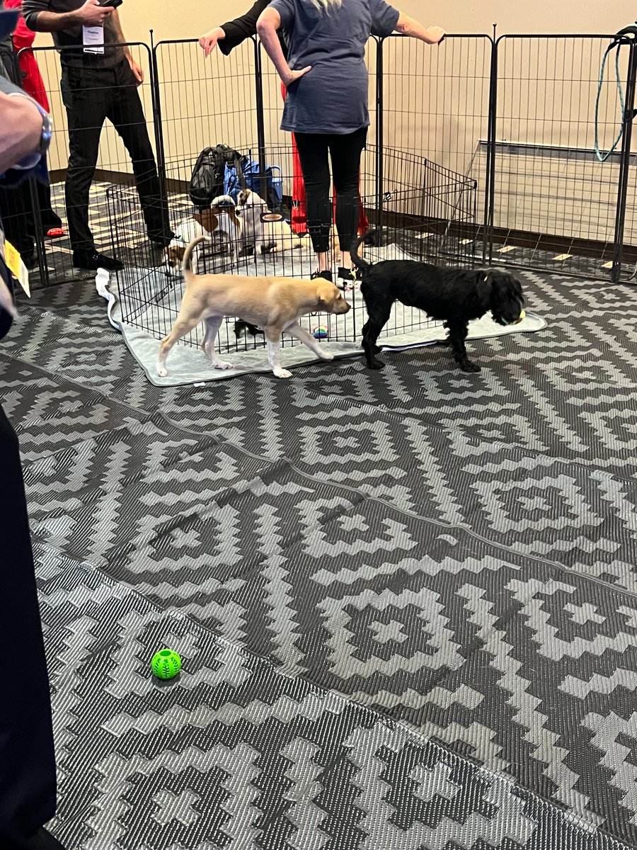 commsmulti's tweet photo. That’s a wrap on #ATP2026 in New Orleans! 🎉
Great conversations, new connections, and a fantastic few days at Booth 324. Thanks to everyone who stopped by! 😊

PS. The puppy break was a highlight.🐶

#Assessment #FairAssessment #LanguageSolutions #translation #localization #USA https://t.co/nwwsc8q7yi