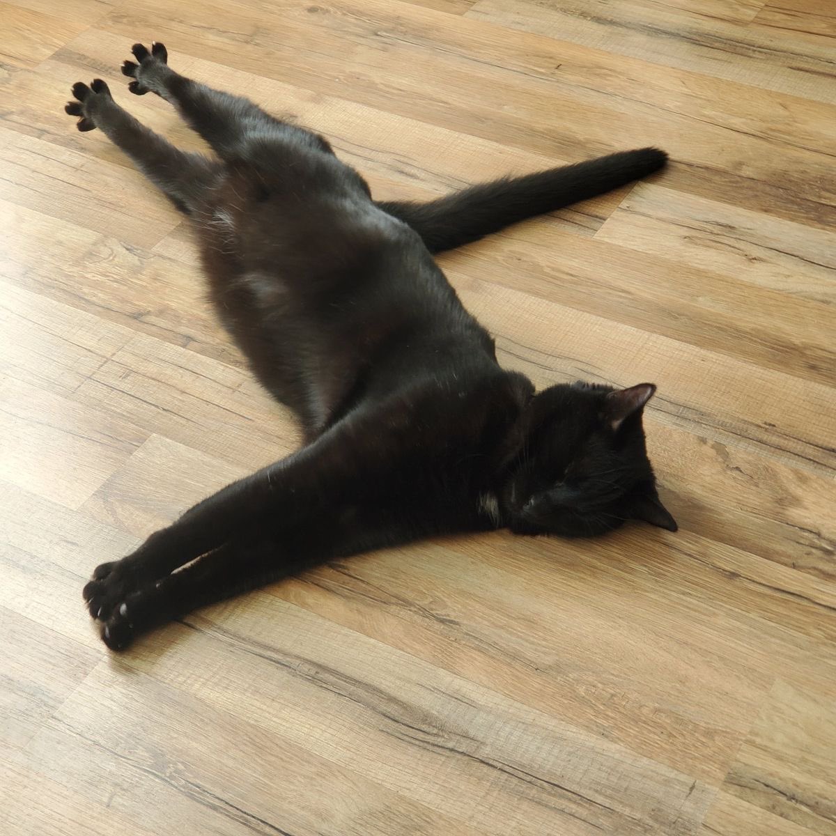 Black cats are not bad luck (@visualscat) on Twitter photo 