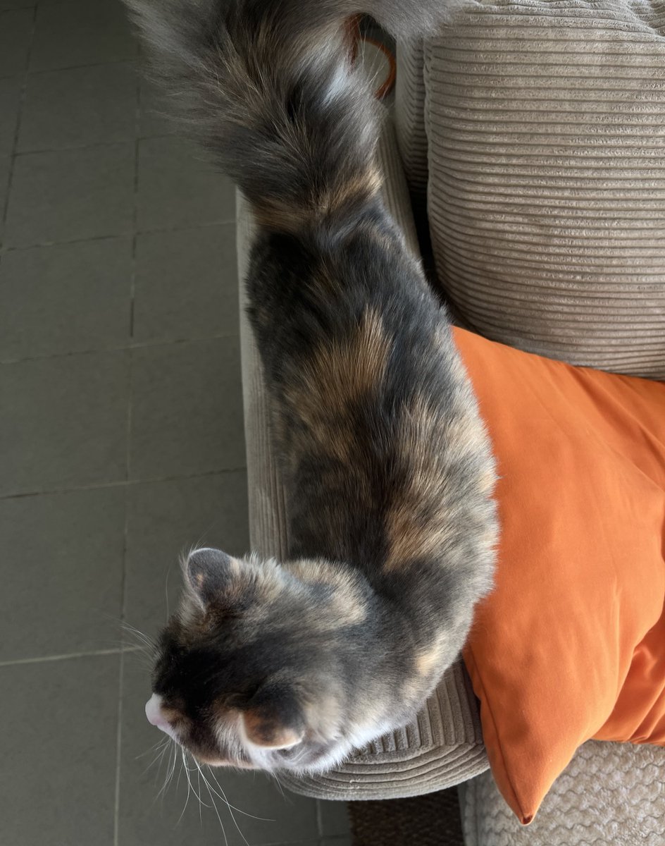 mia chaussette 😸 tweet media