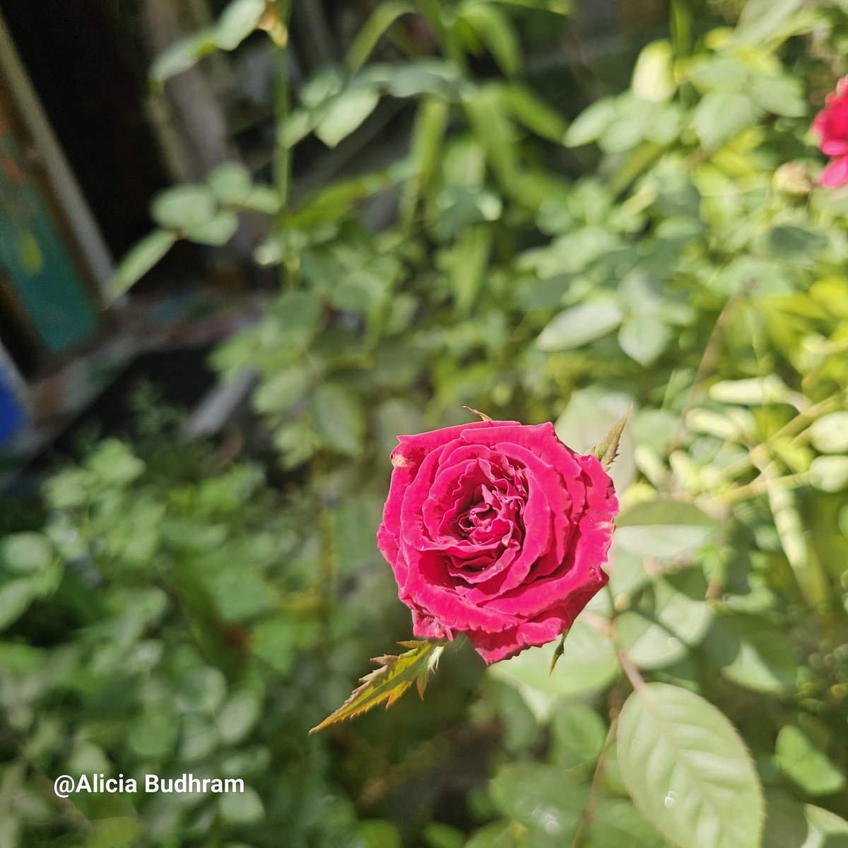alicia_budhram's tweet photo. Allow the silence that the rose emit to permeate your weary body and tired mind
If you look attentively everything in nature thrives in silence
What about you and I? Aren't we made of the same nature too?
#directinquiry
#poetry https://t.co/aCbecD4llb