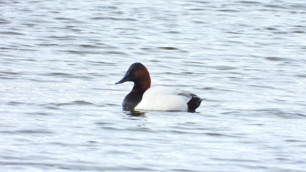 おおくら tweet media