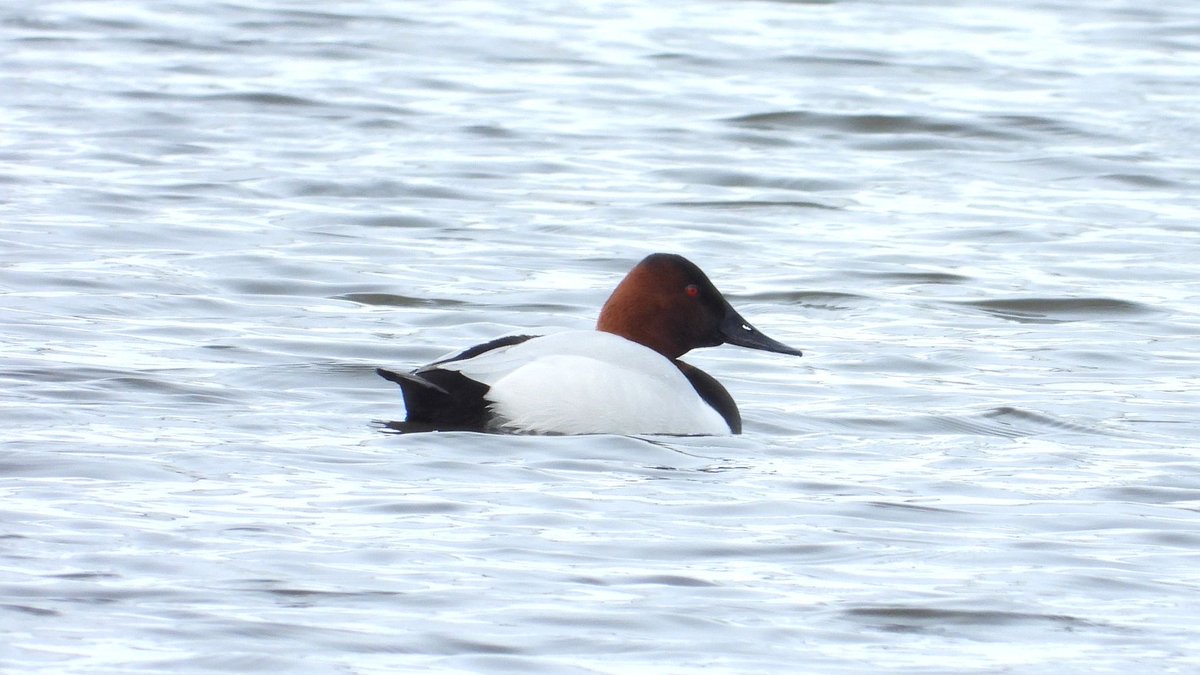 おおくら tweet media