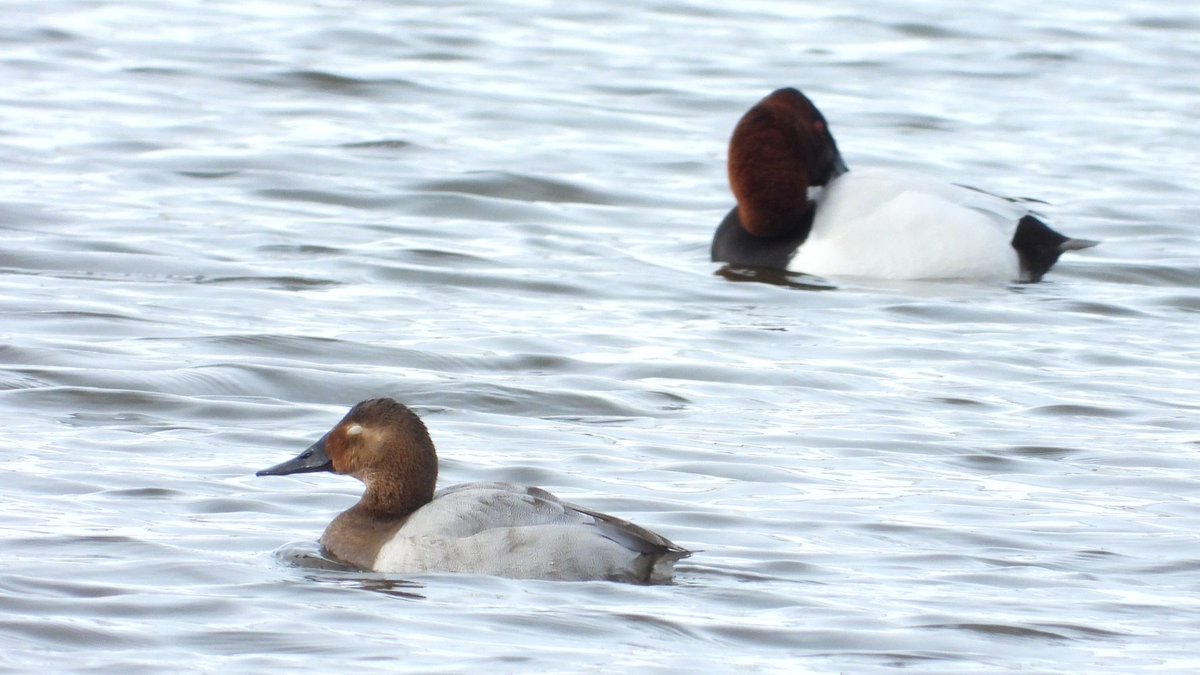 おおくら tweet media