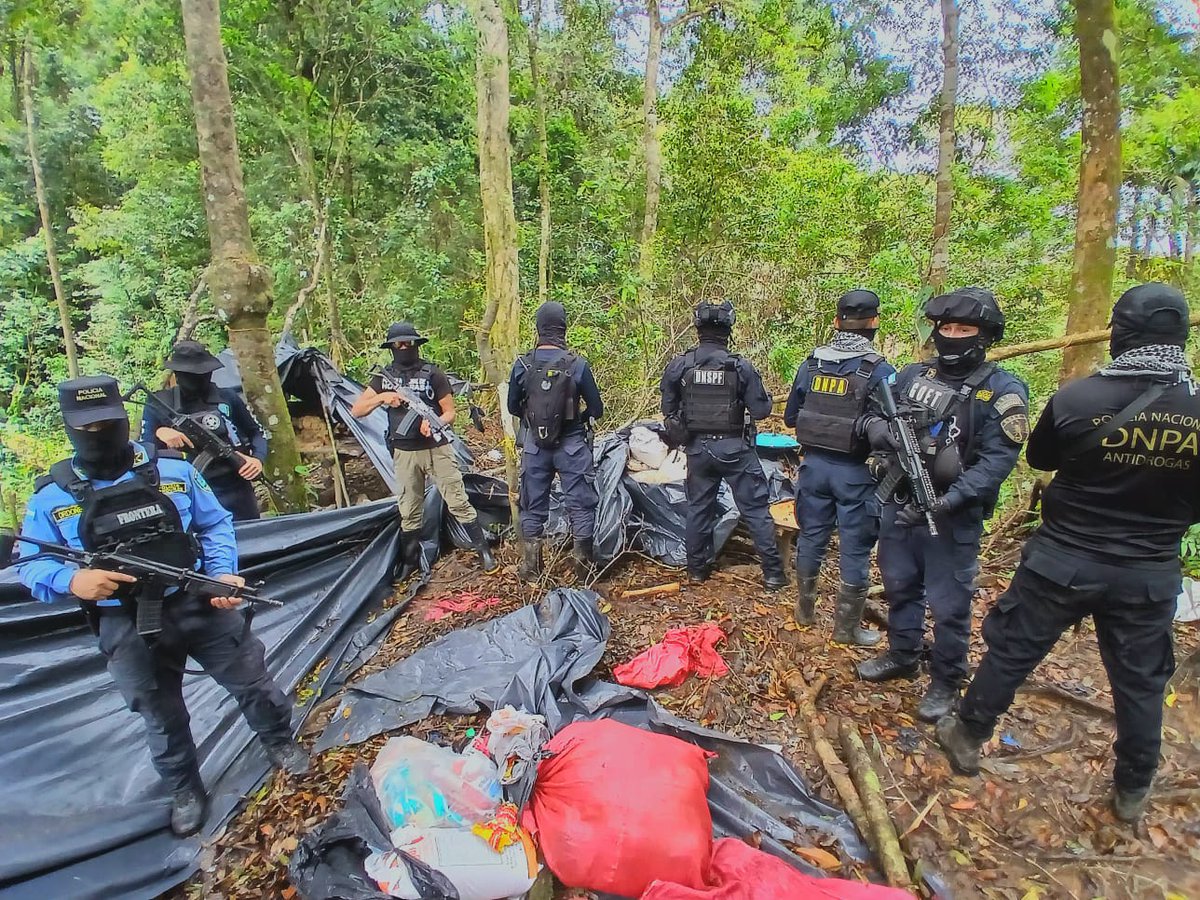 🚨🌿 Localizan 56 mil arbustos de supuesta coca y laboratorio rústico en ...
