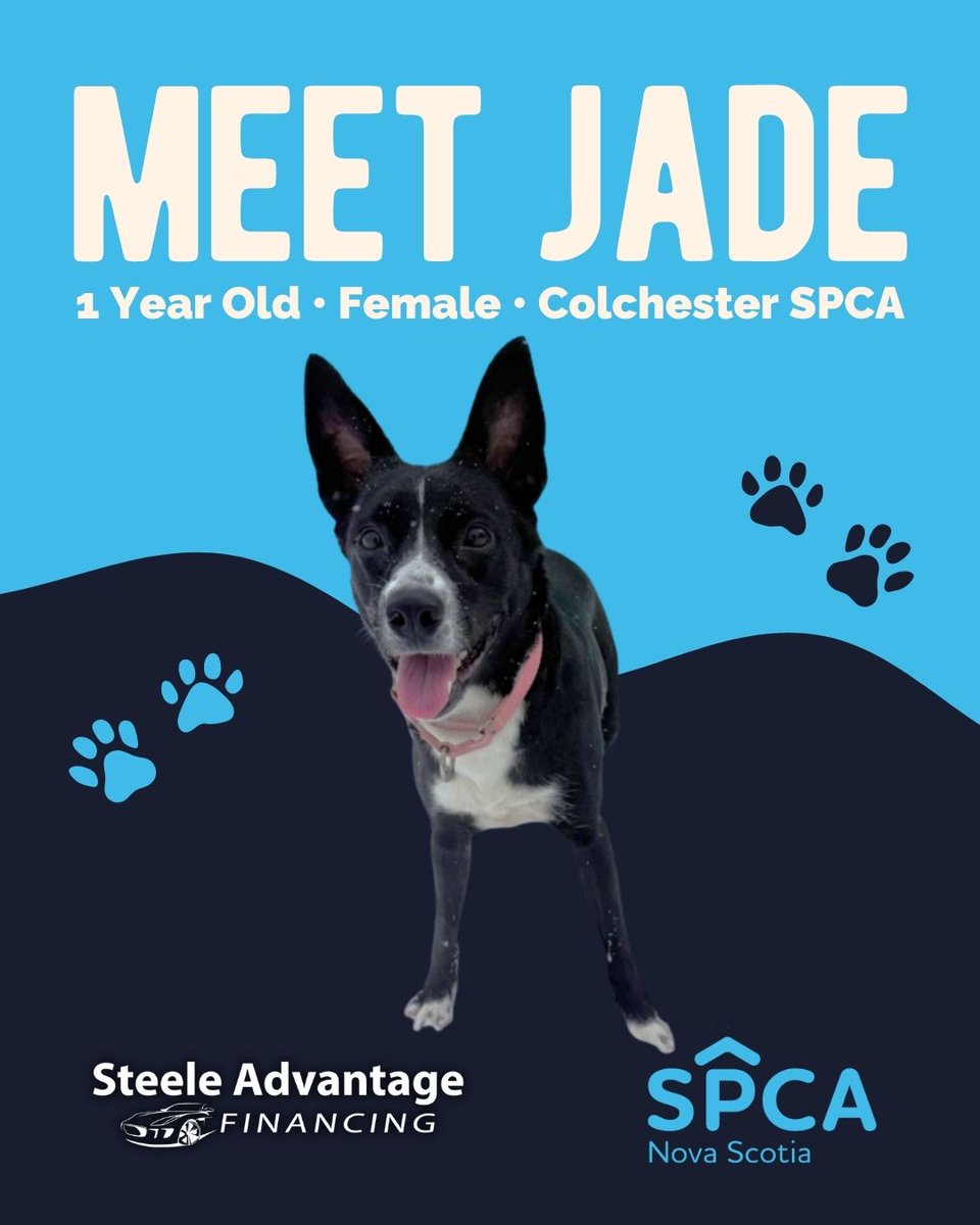 Steele Advantage Financing tweet media