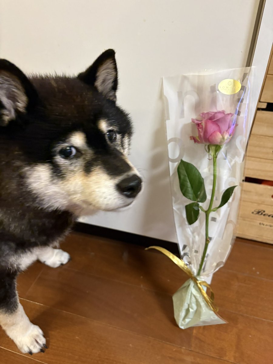 ann_onokoshi's tweet photo. 9歳になりましたん https://t.co/XJMovss2Iv