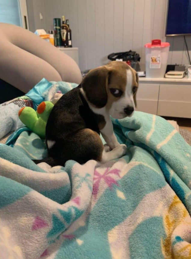 Tweets of Dogs tweet media