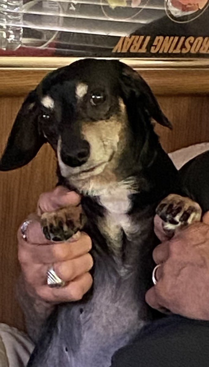 Doxie Dad & Jaspers Doxie Sanctuary tweet media