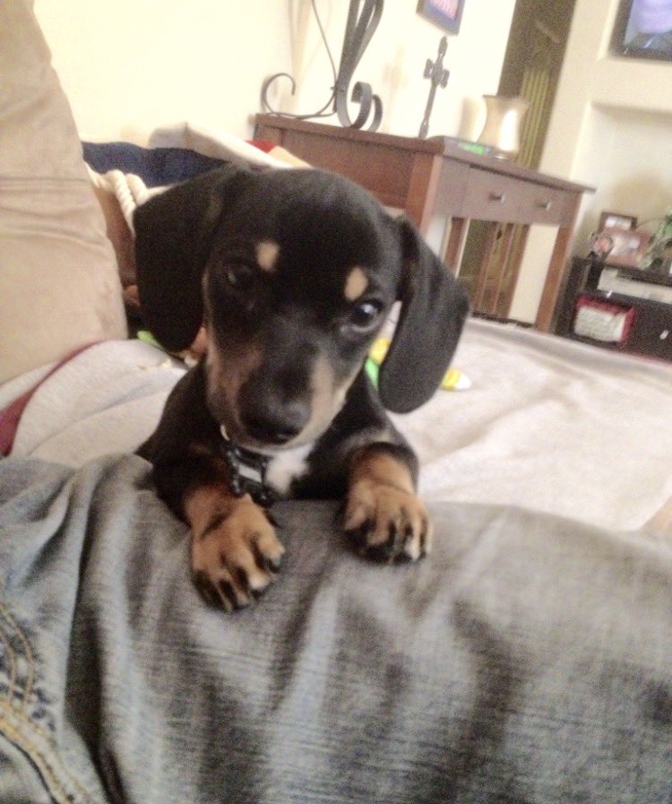 Doxie Dad & Jaspers Doxie Sanctuary tweet media