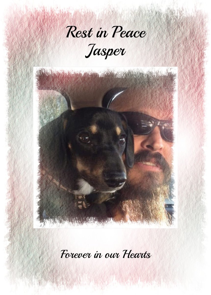 Doxie Dad & Jaspers Doxie Sanctuary tweet media