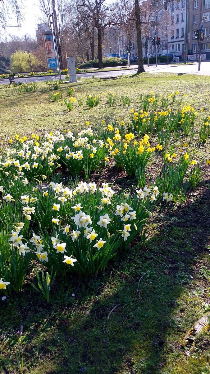 Spring flowers in the city. 🌼🌼